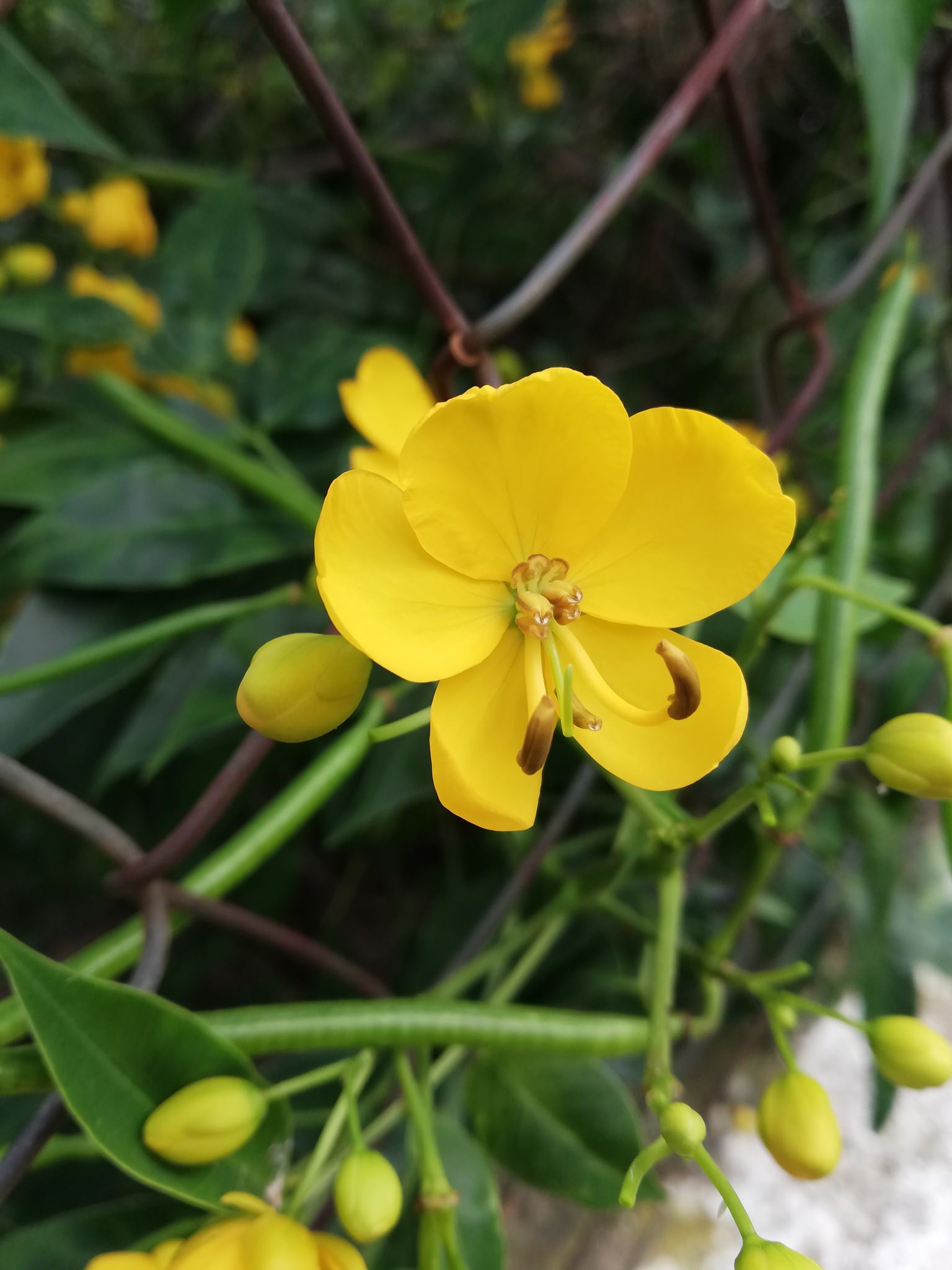 Senna septemtrionalis 